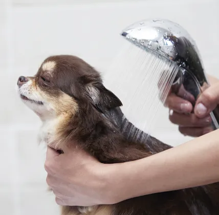 ペットをお風呂に入れている