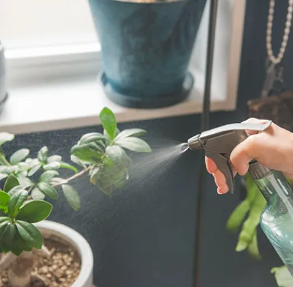 植物に水をやっている